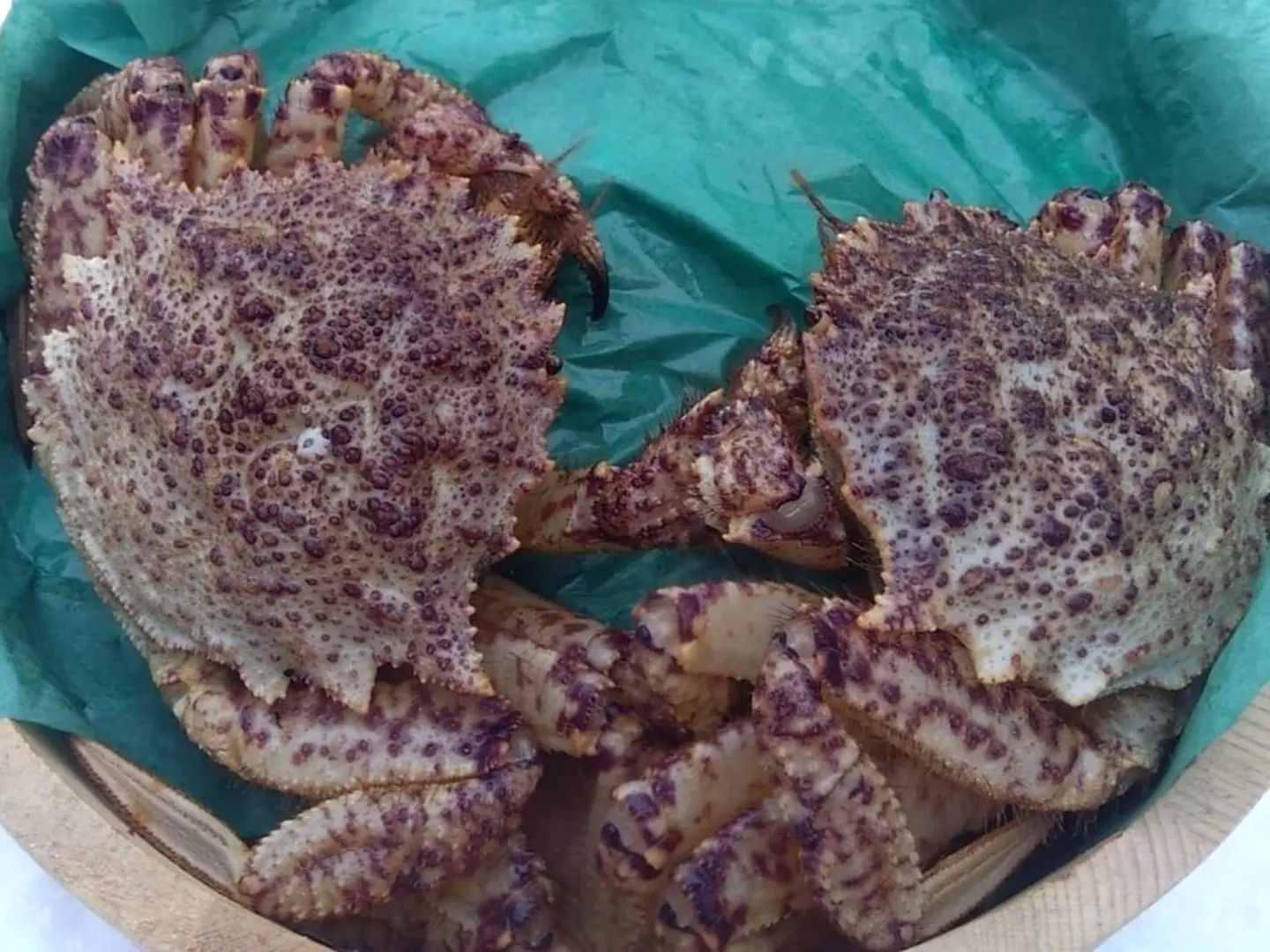 小振りでも旨さは格別!オスの活トゲクリガニ(大)約1Kg(2~3匹)