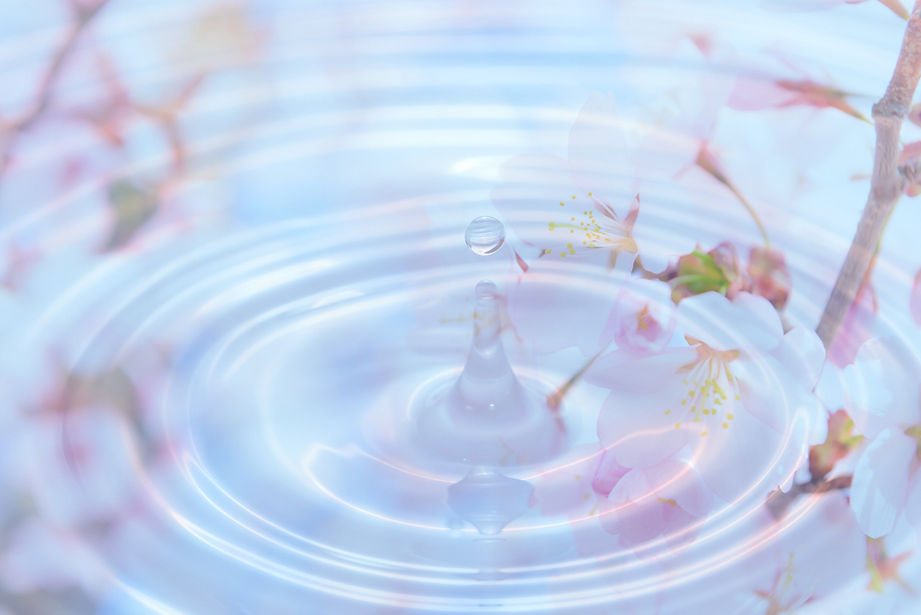 桜と波紋