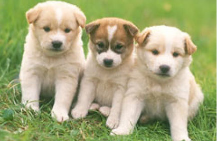 診療対象動物