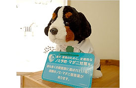 診療内容