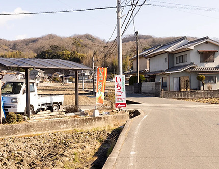 広島県福山市のいちご農園、食べ放題です