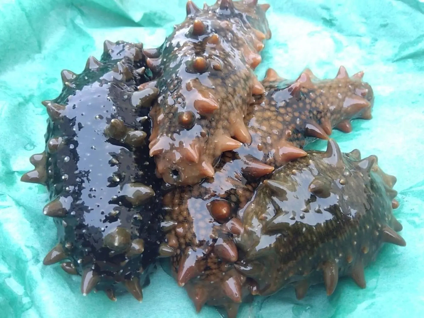 美味!絶妙な食感がたまらない!ナマコ約3キログラム