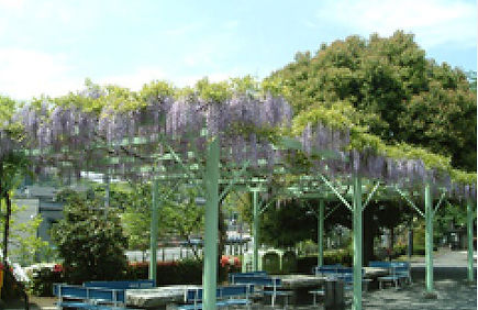 藤棚のかおり一杯の境内
