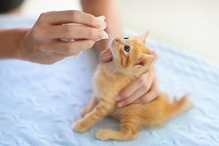 診療動物