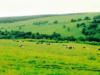 削蹄料金は一頭 2,750円(税込)