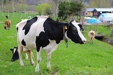 蹄病予防・アフターケア