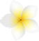 プルメリアの花