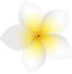 プルメリアの花