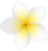 プルメリアの花