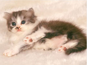 ペットの健康診断