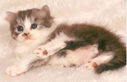 ペットの健康診断
