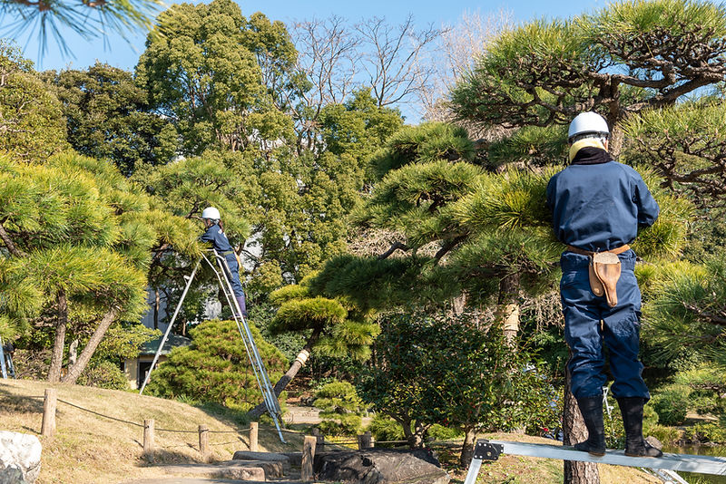 庭木の剪定