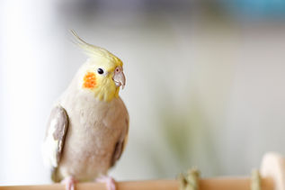 鳥類