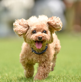 走る犬