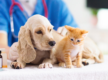 犬と猫の診察