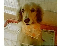 Pet Hotel
