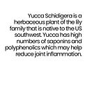 Yucca