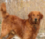 Dark Red Golden Retriever