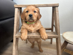 Teton River Golden Retriever Puppy