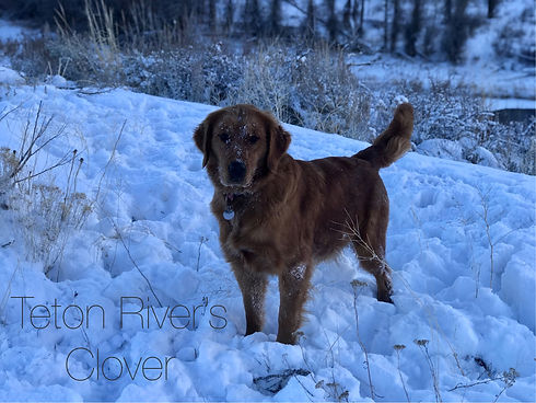Teton River Golden Retriever