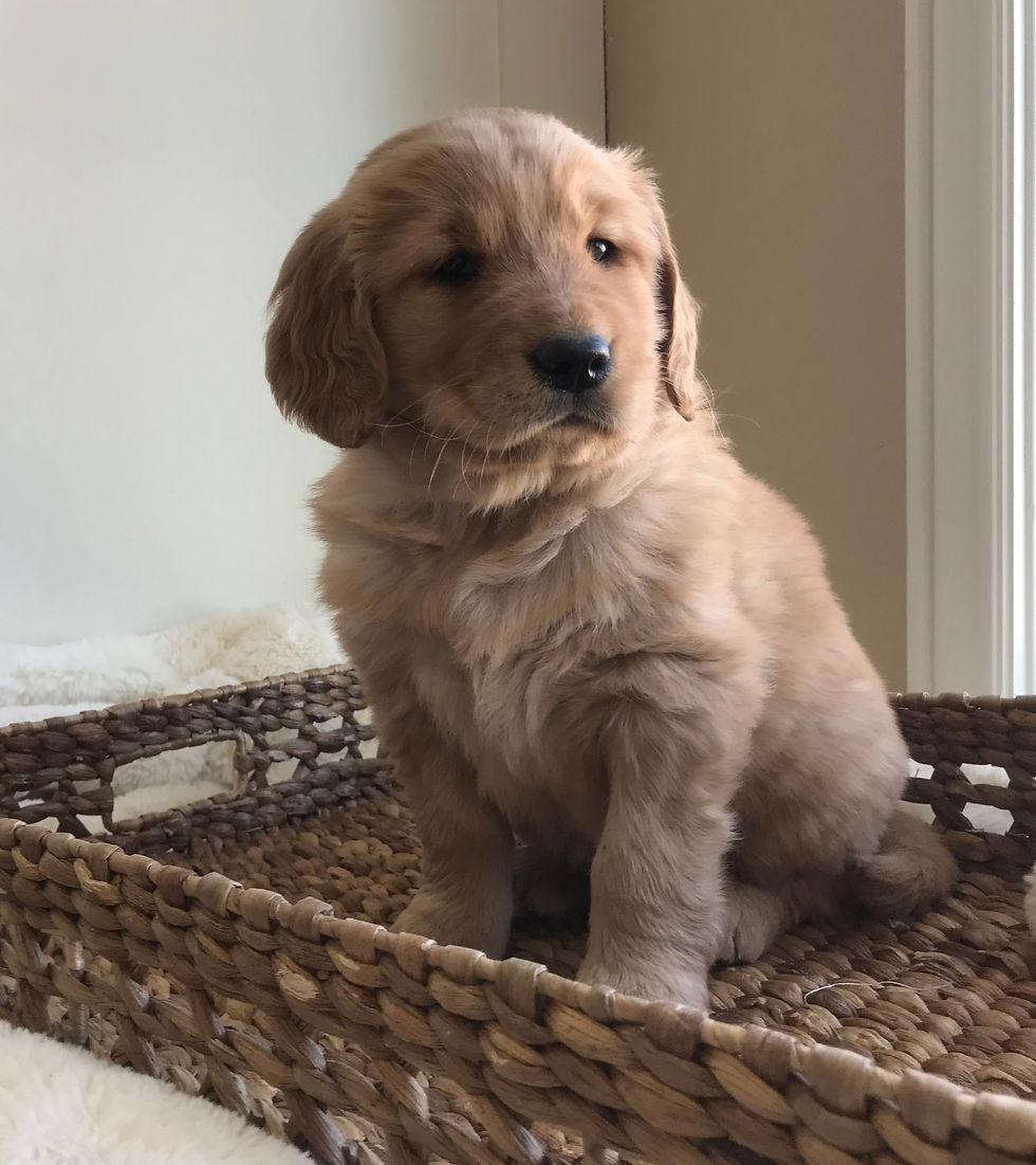 Teton Rivers Red Golden Retriever Puppy