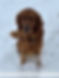 Red golden retriever stud