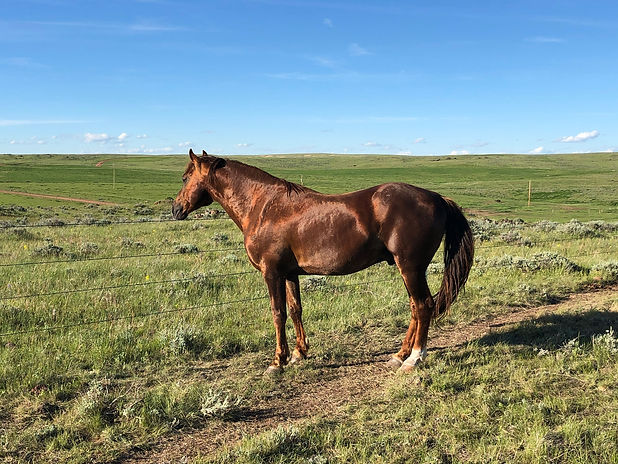 Sparky Hahn Foxtrotter Stud for sale