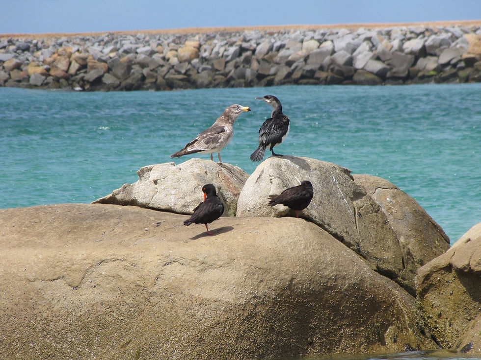 Four birds sunning themselves and preening on a rock pile - two Sooty Oystercatchers, a cormorant, and a juvenile Pacific Gull.