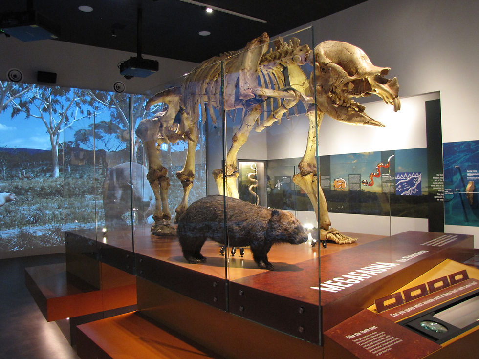 diprotodon fossil in wellington nsw