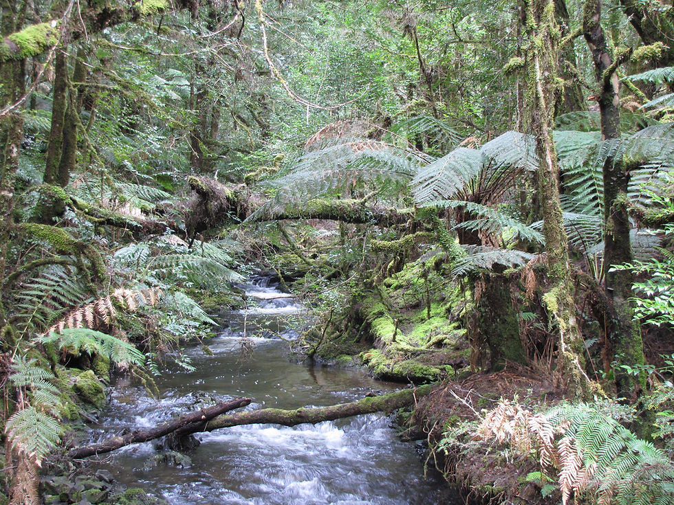 The Arthur River