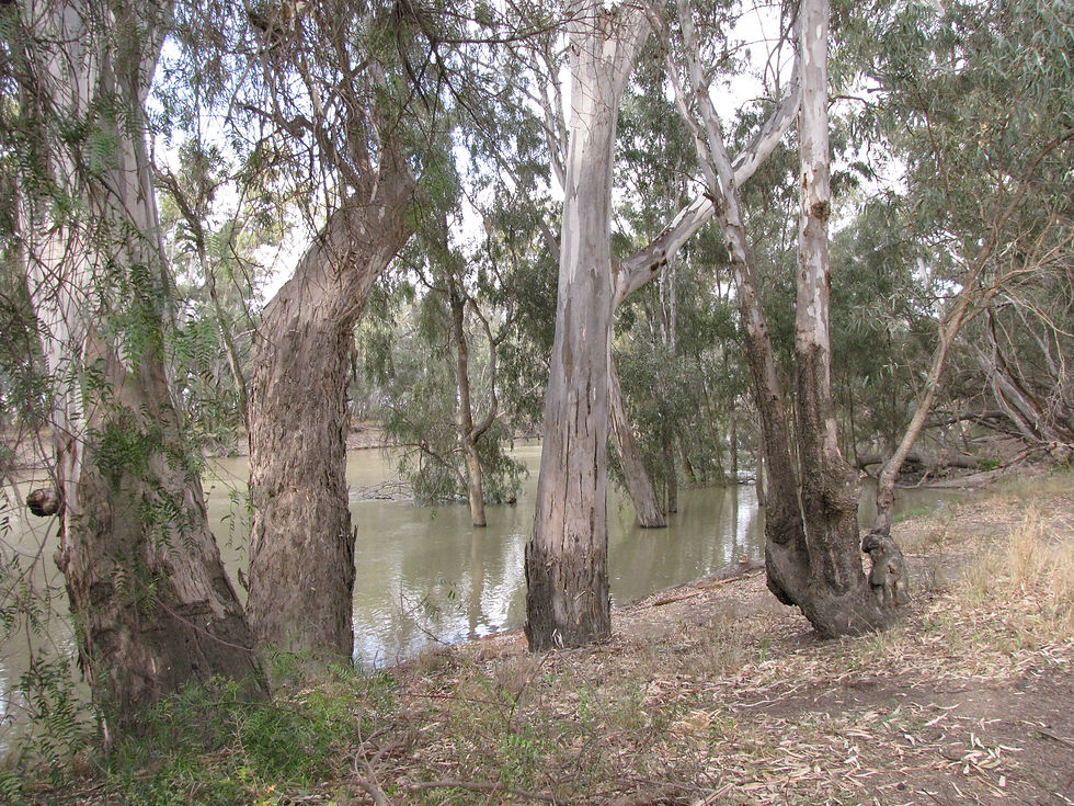 murrumbidgee river near maude nsw