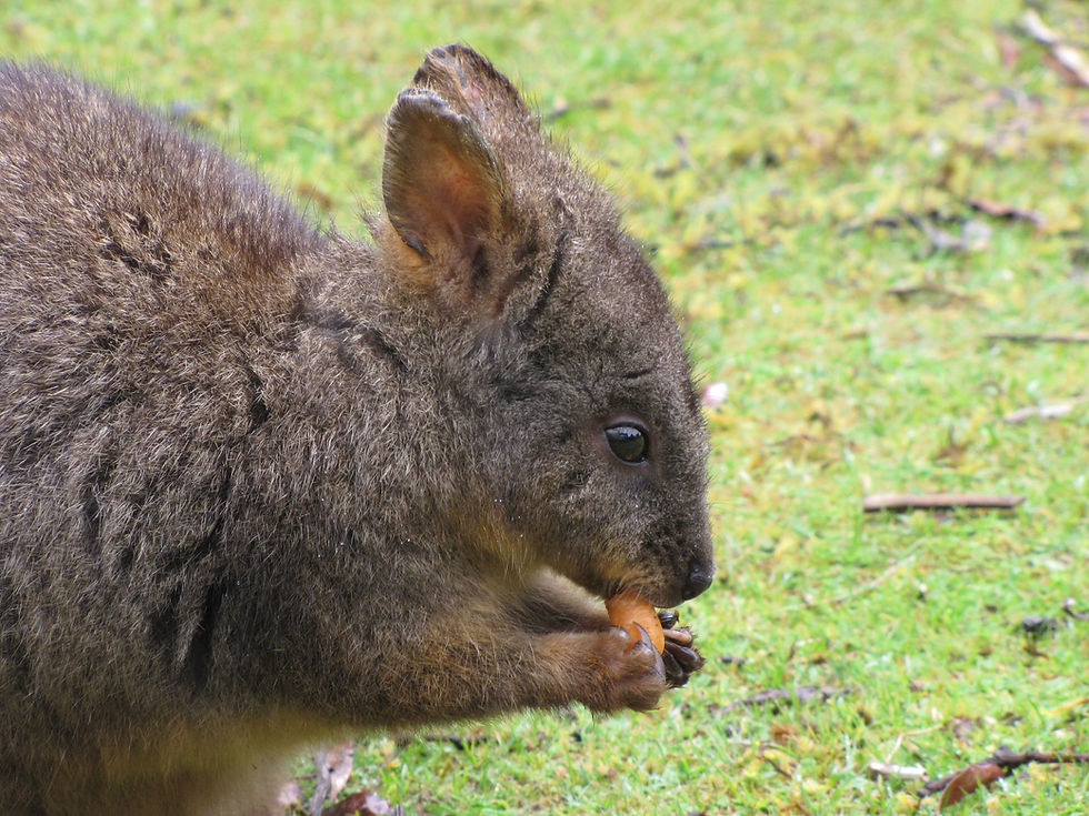 Rufus, our plump little semi-tame paddymelon friend, is having a snack! First for some carrot...