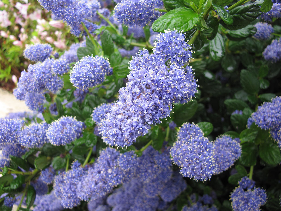 The day we arrived in Tassie, on our way from leaving the ferry at Devonport, we drove through Deloraine. These were some very beautiful flowers I saw there!