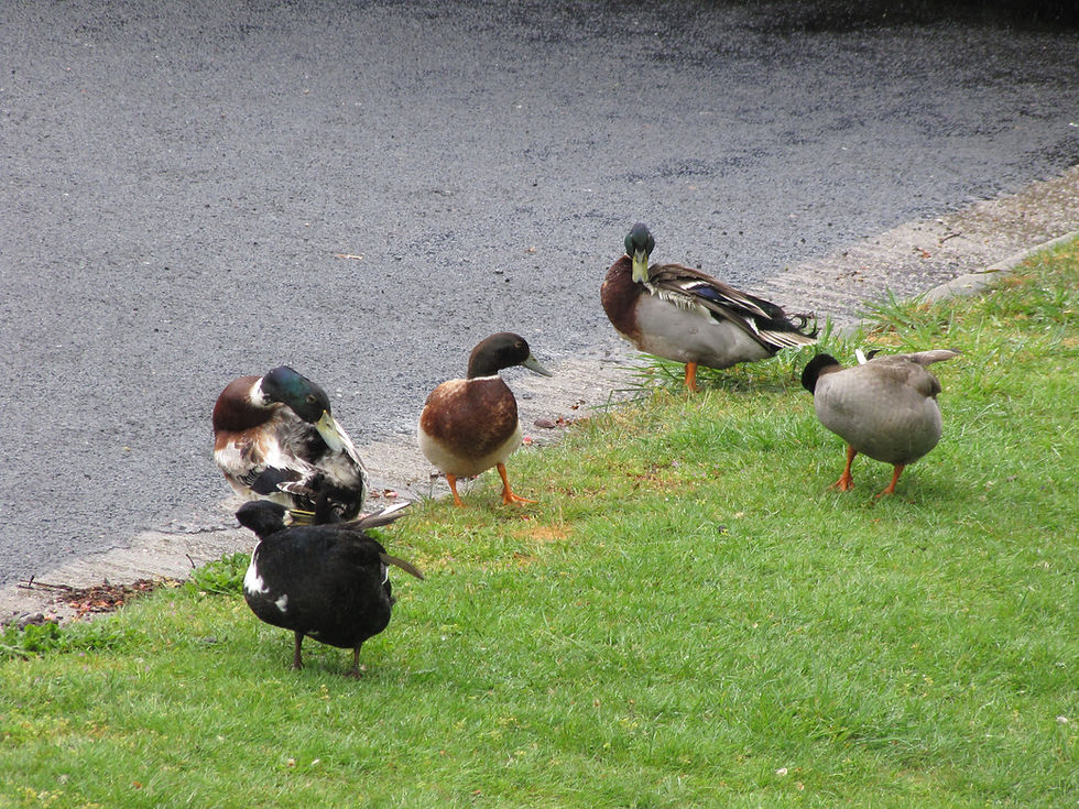 There were some "wild" ducks in Deloraine near the river! They were actually quite friendly, and came over to me to say hello.