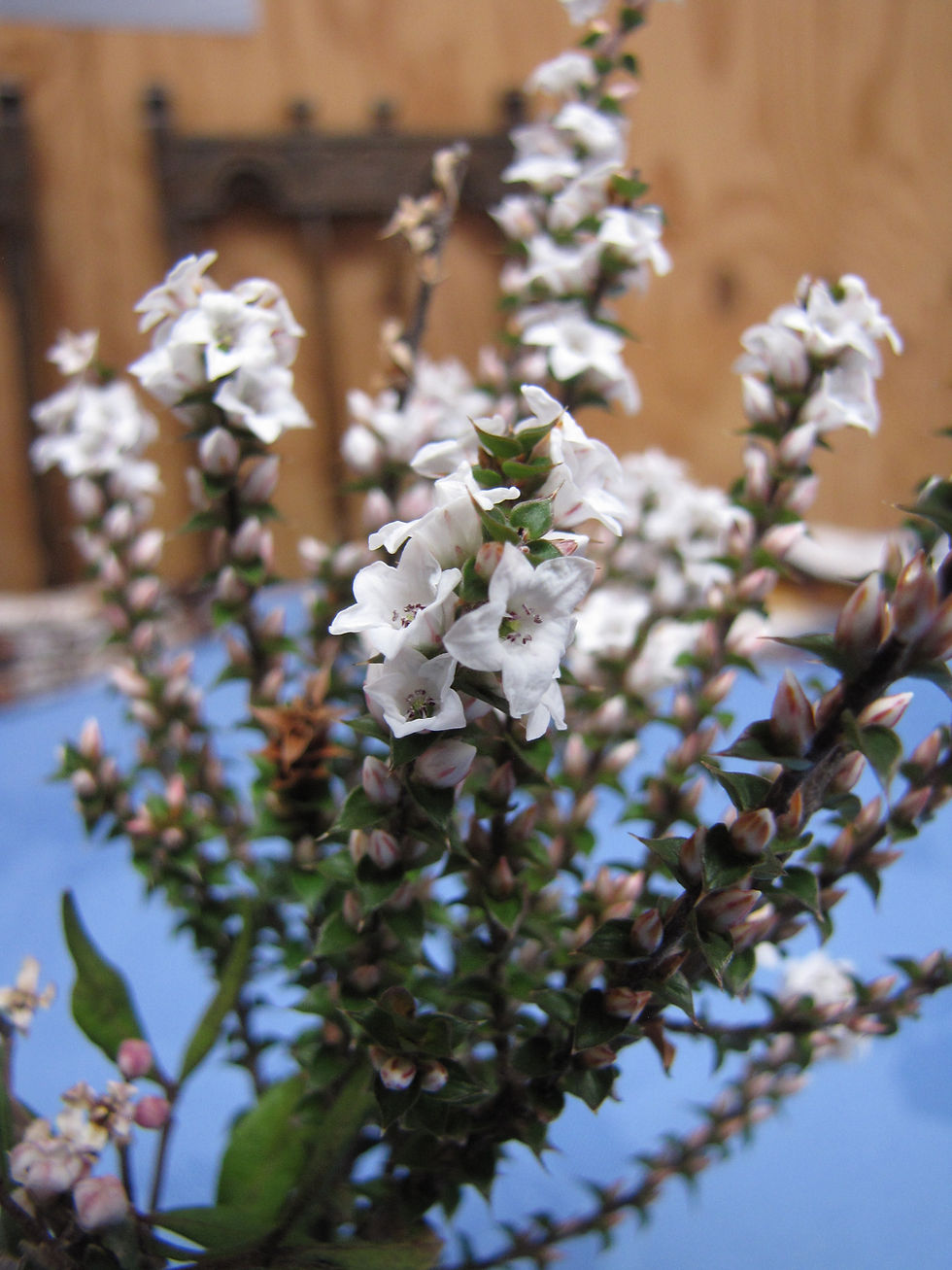 These flowers smelled very sweet!