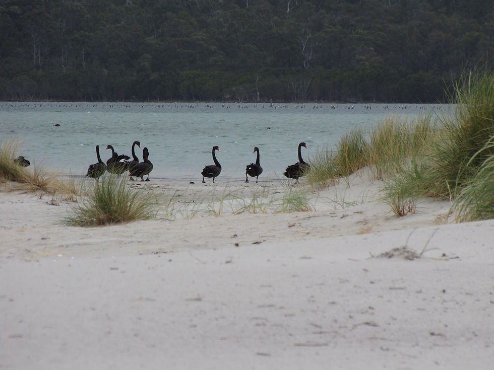 There were lots of black swans in the brackish waters in the bay.