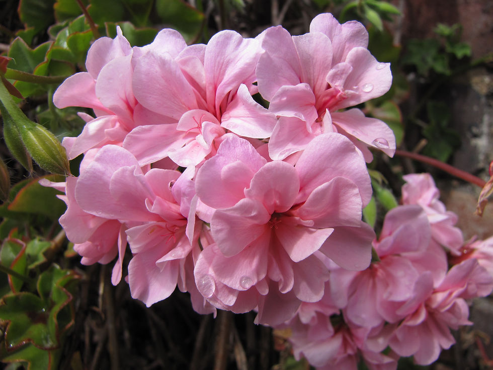These geraniums were so lovely!!