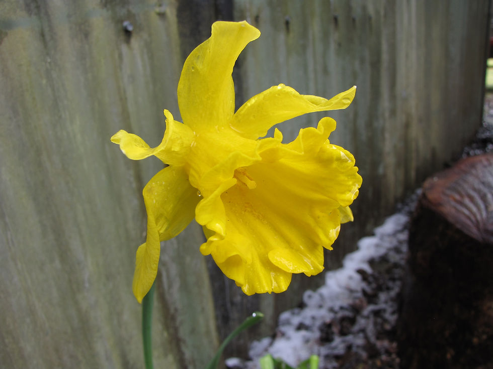 There's just a little sprinkling of snow in the background, piled against the shed!