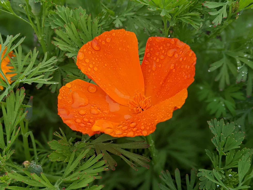 A pretty orange poppy with droplets on the petals.