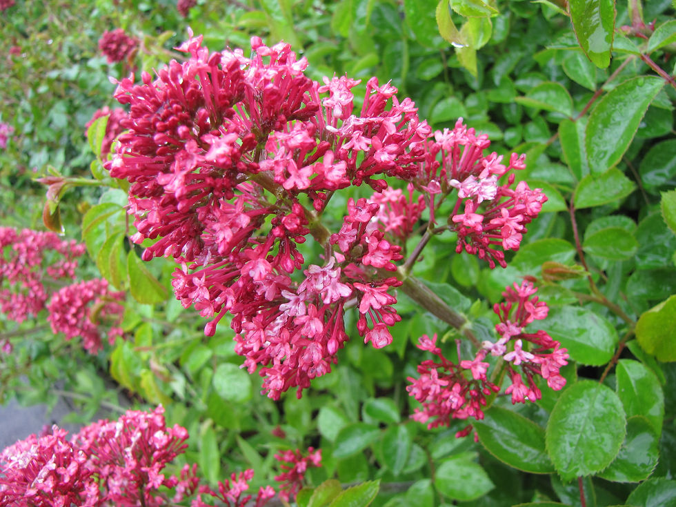 More flowers in Deloraine...