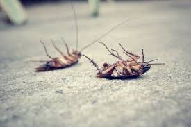 Ma première intervention avec les cafards, c'était une grosse infestation.