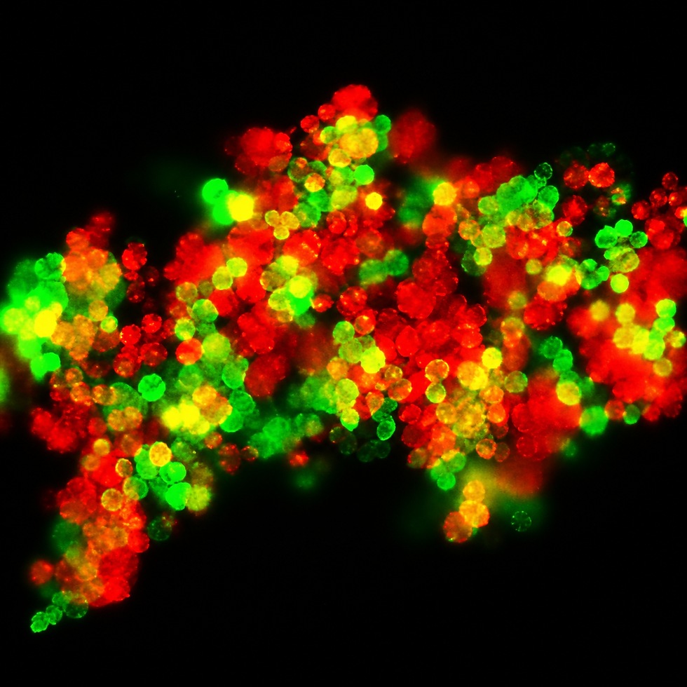 ChatGPT Image Apr 30, 2026, 10_02_17 AM.png