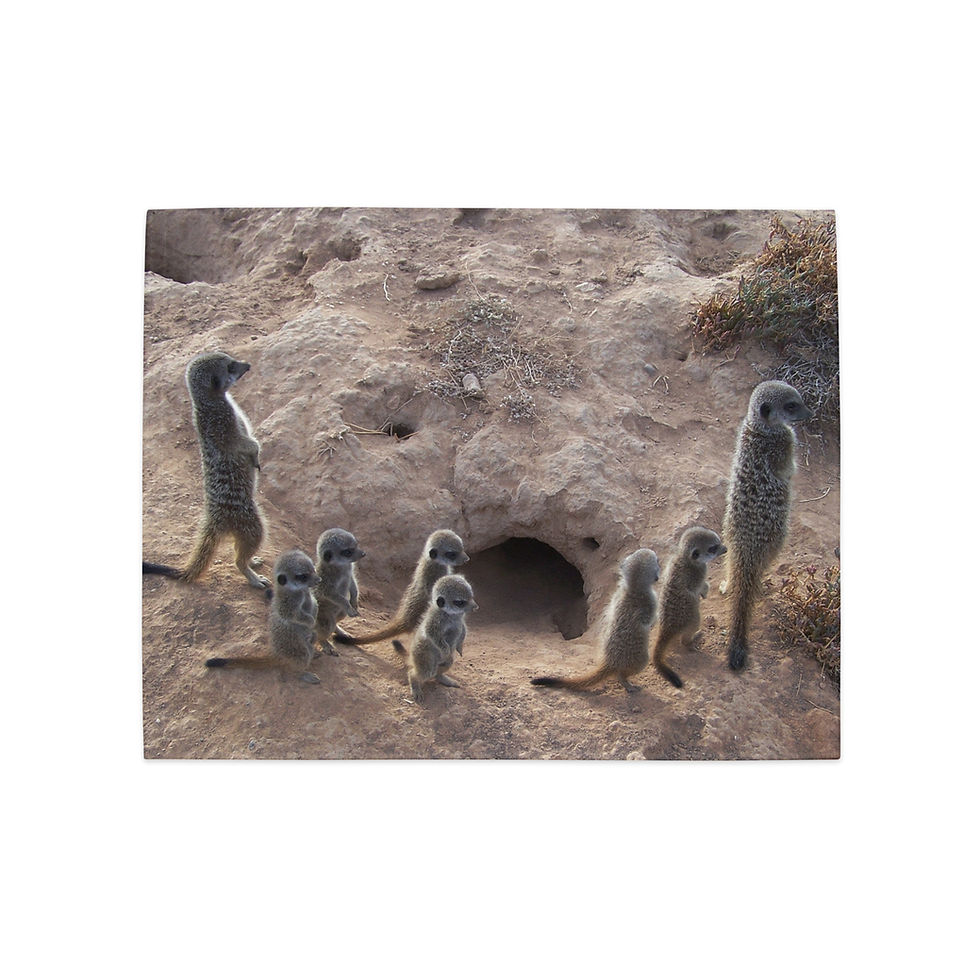 Miniatura: Set di tovagliette 4 Suricati