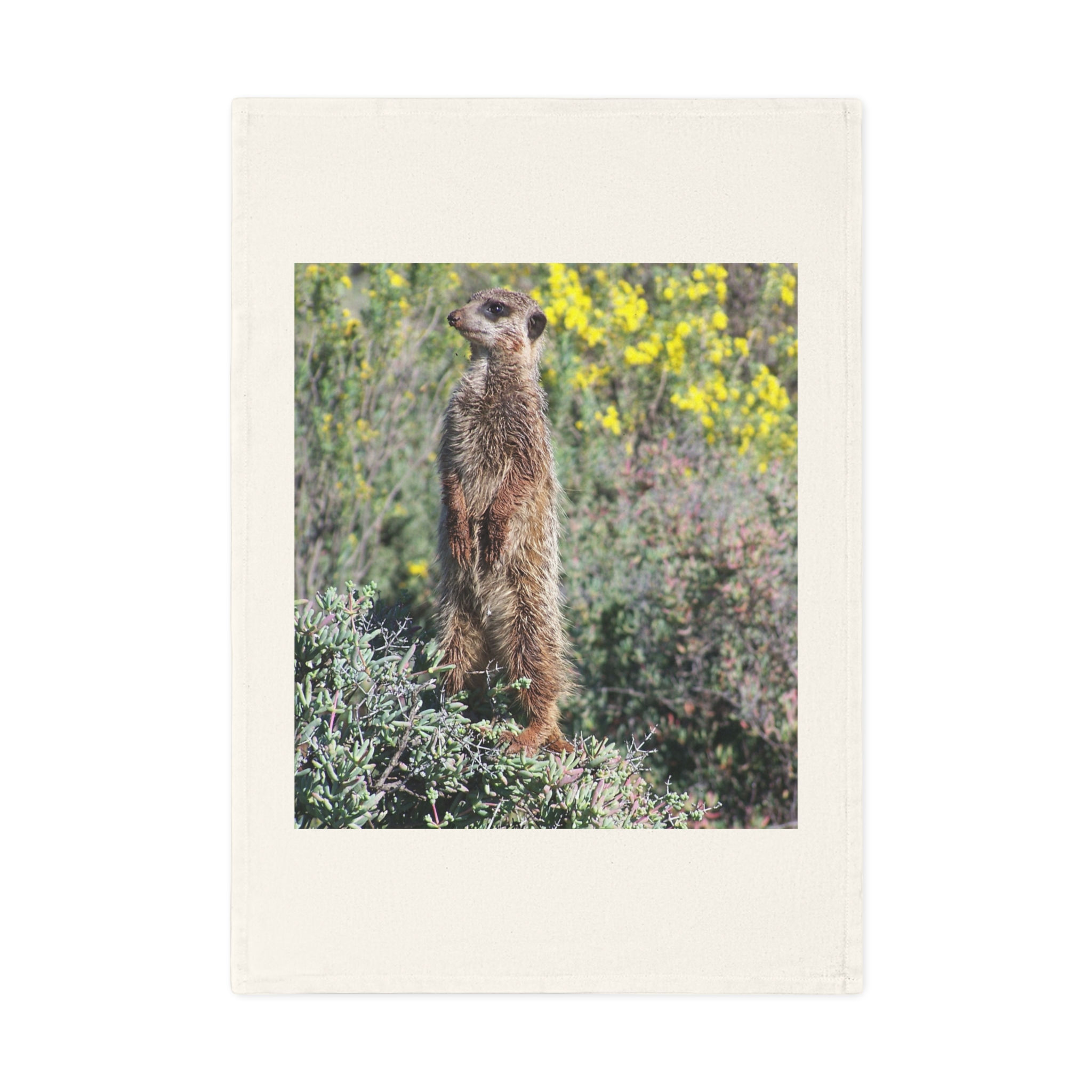 Strofinaccio Suricato