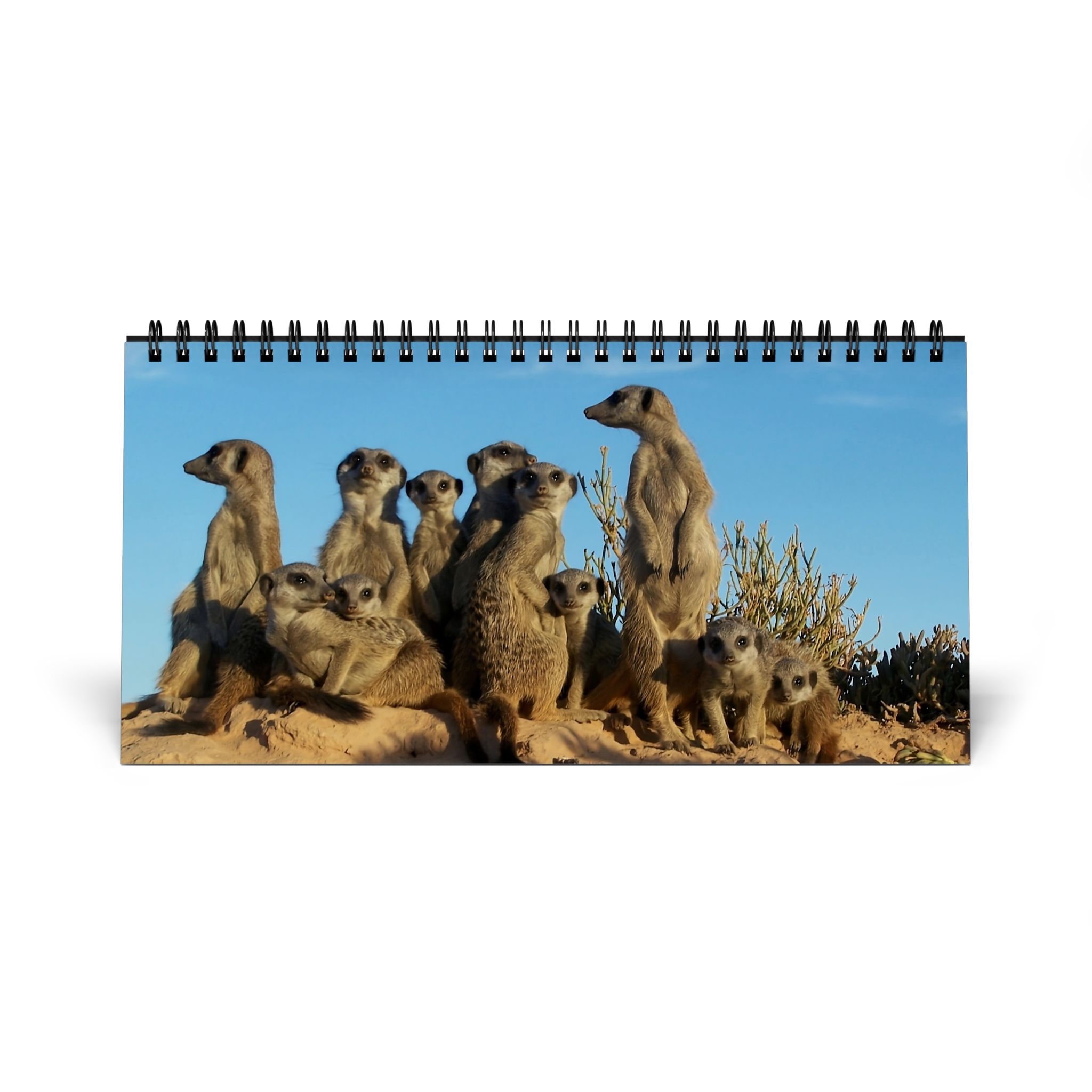 Calendario Suricati 2026