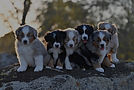 home-puppies-02-big.jpg