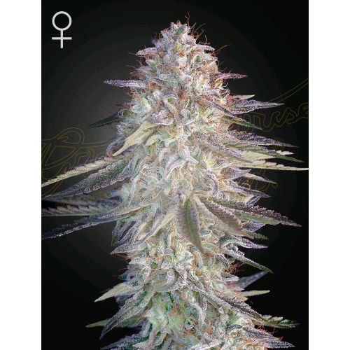 SUPER LEMON HAZE X PINK CANDY X3 SEED