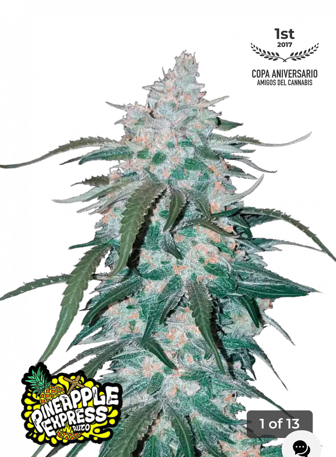 PINEAPPLE EXPRESS AUTO FAST BUDS