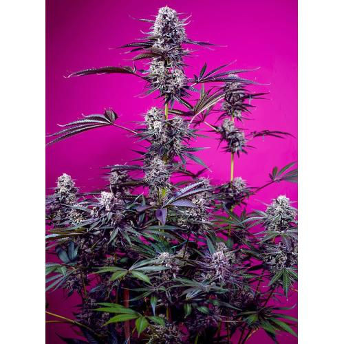 SWEET STUDIO 54 3+1 SEEDS