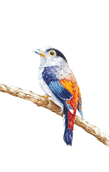 colourful bird.jpg